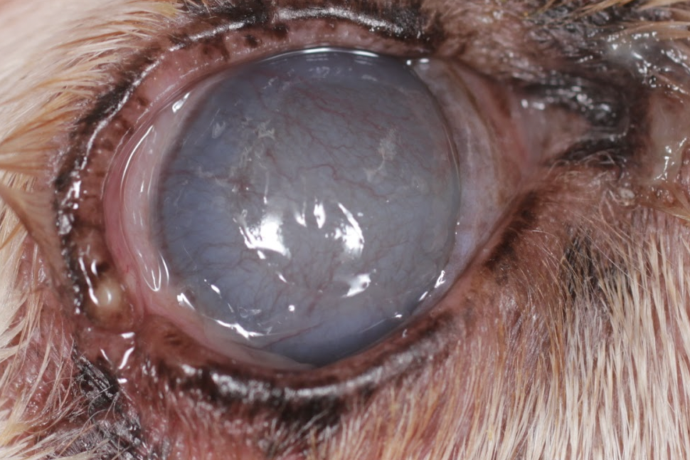 脾臓摘出の犬の手術