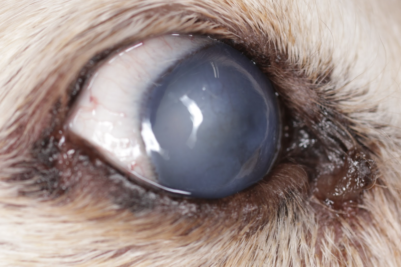 脾臓摘出の犬の手術