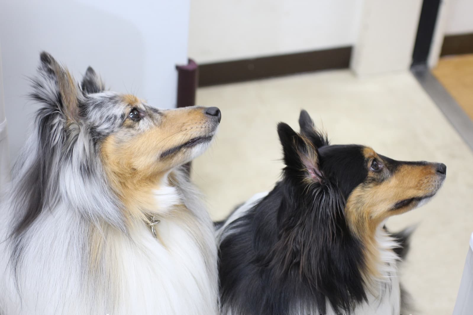 動物病院の2頭の犬