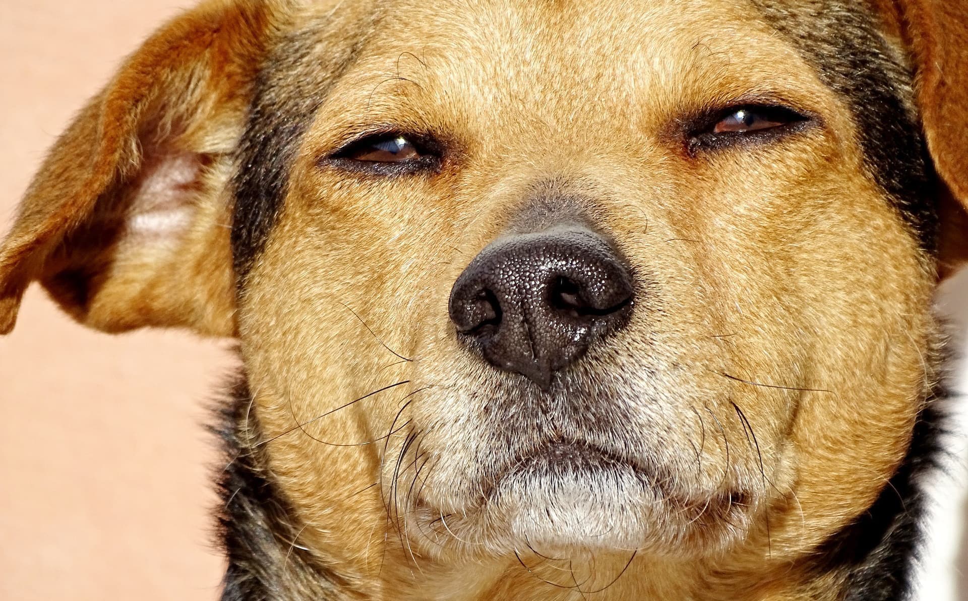 リラックスした犬